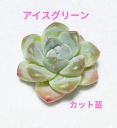 アイスグリーン カット苗 エケベリア 多肉植物