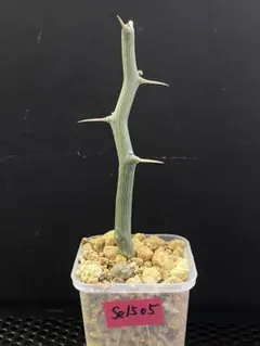 2025年最新】アデニア バリーの人気アイテム - メルカリ