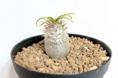 【鉢付き】18 グラキリス　実生　パキポディウム