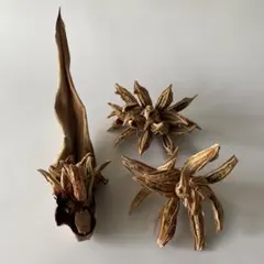 タビビトノキ 実 苞 3個セット ドライフラワー 植物オブジェ 造形美のサムネイル