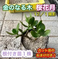 2025年最新】金の成る木の人気アイテム - メルカリ