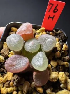 79h 多肉植物 ハオルチア 実生玉扇錦糊斑 自家繁殖 鉢植え発送 - メルカリ