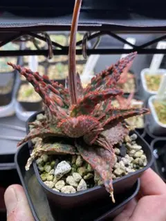 2025年最新】アロエハイブリッドの人気アイテム - メルカリ