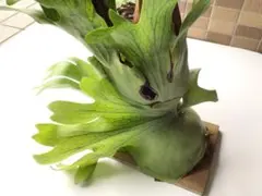 2026年最新】大株 ビカクシダの人気アイテム - メルカリ