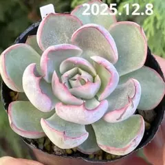 2025年最新】龍鱗蓮華の人気アイテム - メルカリ