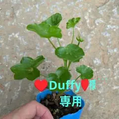 アイビーゼラニウム　×2　同梱のサムネイル
