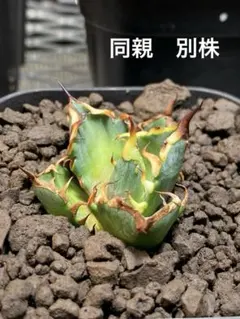 プリン様 リクエスト 2点 まとめ商品