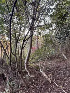 2026年最新】山採り ミツバツツジの人気アイテム - メルカリ