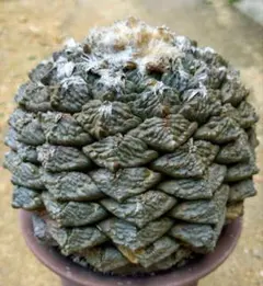 レア　アリオカルプス　連玉ゴ　国内繁殖栽培苗　実生　鉢ごと発送 レア アリオカルプス 連玉ゴ 国内繁殖栽培苗 実生 鉢ごと発送