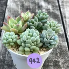 SALE❗️942多肉　つぶつぶ屋　ももも　ざらめ　あかずきん　おひめ　カット苗❣️