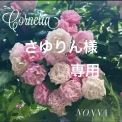 ♡さゆりん様専用♡バラミニ苗♡