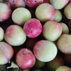 スシ様専用 すもも がらり 傷あり 農薬不使用 10kg - メルカリ