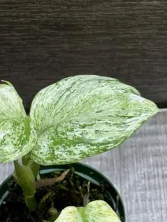 key S様 リクエスト 2点 まとめ商品