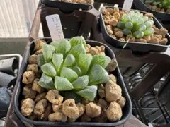 ハオルチア 特大型オブツーサのサムネイル