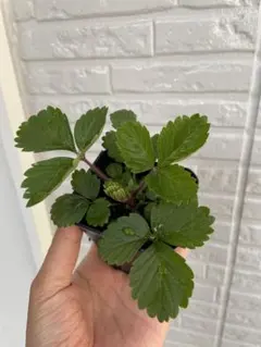 KOJ様 リクエスト 2点 まとめ商品