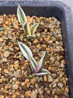 2025年最新】スナグルトゥースの人気アイテム - メルカリ