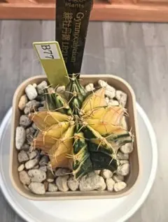 でじゃぶぅ様 リクエスト 2点 まとめ商品