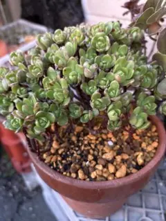 72 #多肉植物❤️アエオニウム❤️ リトルフォックス❤️19頭9cm拔き苗 現品 アエオニウム リトルフォックス 抜き苗 多肉植物 - メルカリ