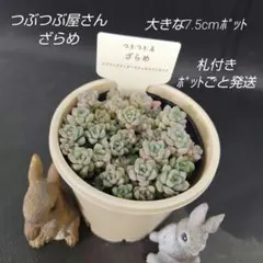 つぶつぶ屋　ざらめ　札付き(多肉、多肉植物)のサムネイル