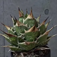 2025年最新】アガベチタノタ 子株の人気アイテム - メルカリ