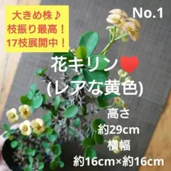 No.4【大きめ苗木♪】花キリン(レアな黄色)♥️高さ約27cm♪満開！ 希少！大株！】花キリン(レアな黄色)♥️ - メルカリ