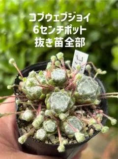 センペルビブム コブウェブジョイ 6センチポット 抜き苗のサムネイル