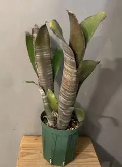 2026年最新】ドミンゴスマルティンスの人気アイテム - メルカリ