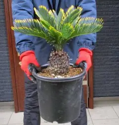 2026年最新】金環ソテツの人気アイテム - メルカリ