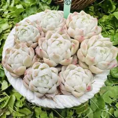 ❃⑤ヒューミリス　カット苗　多肉植物 エケベリア