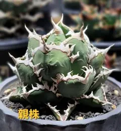 2class様 リクエスト 2点 まとめ商品