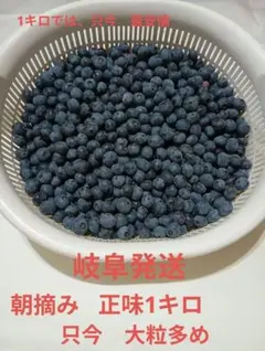 生ブルーベリー　正味1㌔　自家製　　粒大きめ　朝摘み　農薬　除草剤不使用のサムネイル