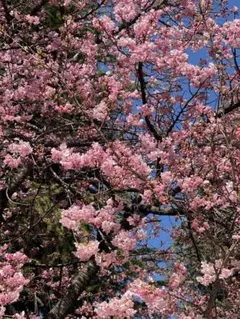 ユウカ様 リクエスト 5点 まとめ商品