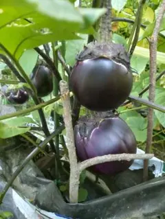 賀茂なすの種　20粒