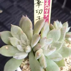 華切子 抜き苗 ミックスベリア おらいさん苗 多肉植物 寄せ植えにも◎