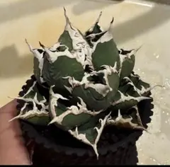 2025年最新】チタノタ 狼人の人気アイテム - メルカリ