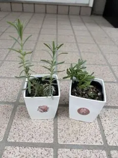 ❄︎ぷぷり❄︎様 リクエスト 2点 まとめ商品