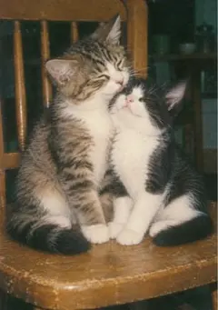 猫 写真L版 1枚 サンプル219