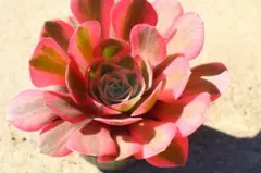 アエオニウム・銅花順錦 - メルカリ