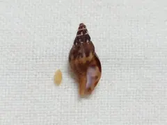 貝 貝殻 標本 ベッコウバイ？　159
