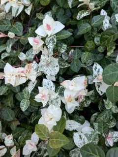 Stein様 リクエスト 2点 まとめ商品