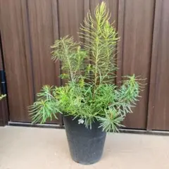 バンクシア スピヌロサ オーレア 鉢植え 苗 レア品種 ドライガーデン