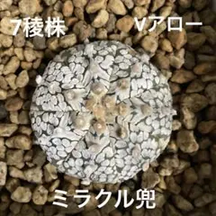 2026年最新】ミラクル兜の人気アイテム - メルカリ