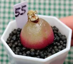 パセリ様 リクエスト 4点 まとめ商品