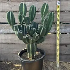 2026年最新】ドライガーデンの人気アイテム - メルカリ