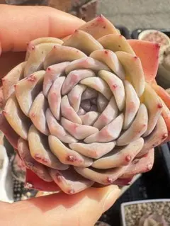 マカロン＊様 リクエスト 2点 まとめ商品