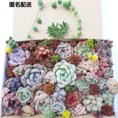 多肉植物 カット苗 詰め合わせ 【6】