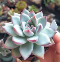 多肉植物 中里リンゼアナ×ホリコロ 実生 ② 抜き苗 - メルカリ