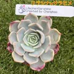 多肉植物 ♡ リラシナ ♡ 抜き苗 - メルカリ