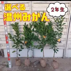 終了しました！次回は春です。選べる！温州みかん 2年生 苗木
