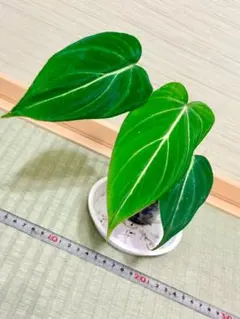 フィロデンドロン グロリオーサムのサムネイル